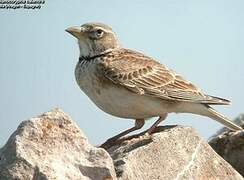 Calandra Lark