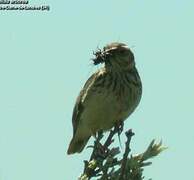 Woodlark