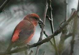 Red Crossbill