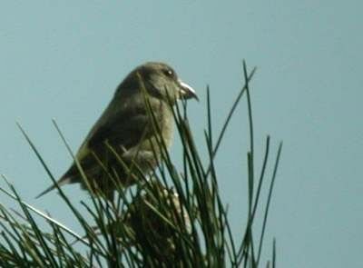 Red Crossbill