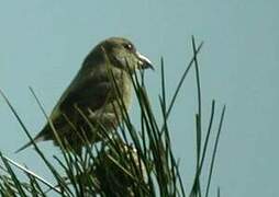 Red Crossbill