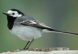 White Wagtail