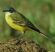 Western Yellow Wagtail