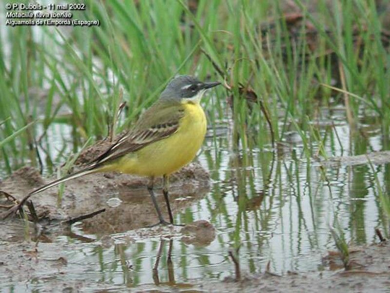 Western Yellow Wagtail