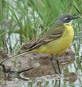 Western Yellow Wagtail