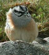 Rock Bunting