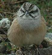 Rock Bunting