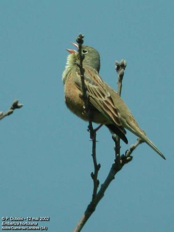 Ortolan Bunting