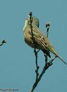 Ortolan Bunting