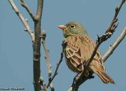 Ortolan Bunting