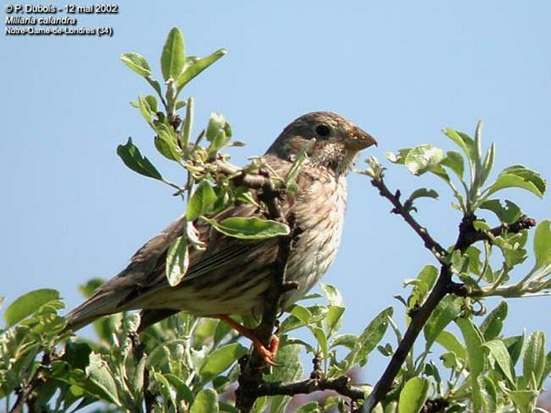 Corn Bunting