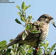 Corn Bunting