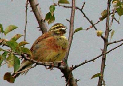 Cirl Bunting