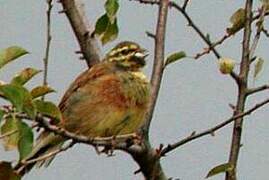 Cirl Bunting