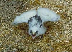 Montagu's Harrier