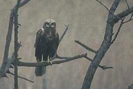 Western Marsh Harrier