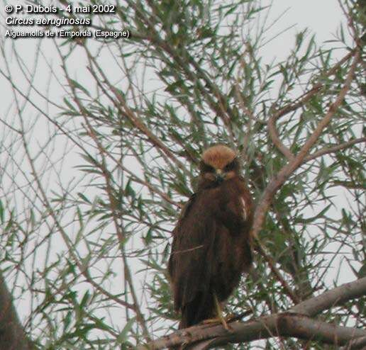 Western Marsh Harrier