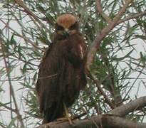 Western Marsh Harrier