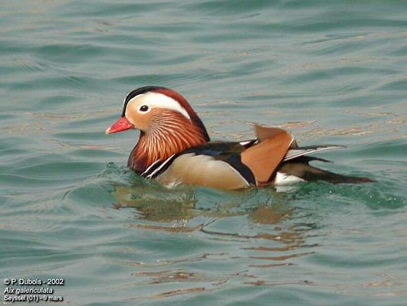 Mandarin Duck