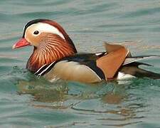 Canard mandarin