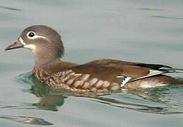 Canard mandarin