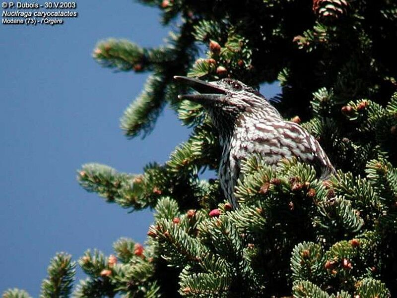 Northern Nutcracker