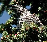 Spotted Nutcracker