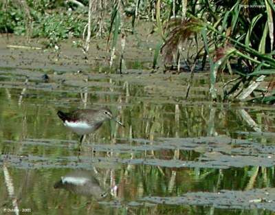 Green Sandpiper