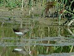 Green Sandpiper