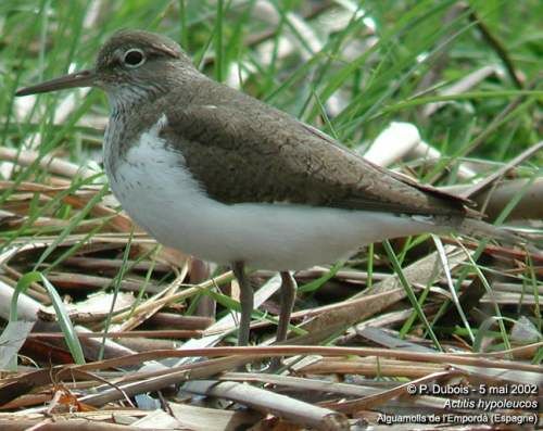 Common Sandpiper