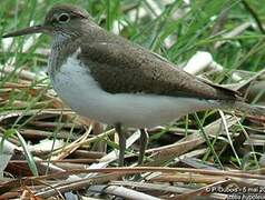 Common Sandpiper