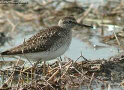 Wood Sandpiper