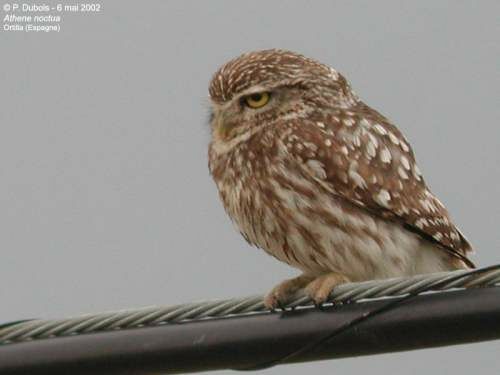 Little Owl