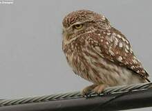 Strigiformes