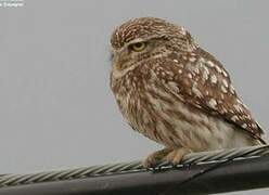 Little Owl