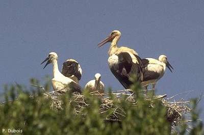 Cigogne blanche