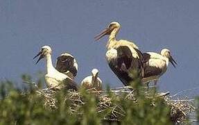 Cigogne blanche