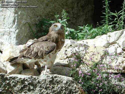 Short-toed Snake Eagle