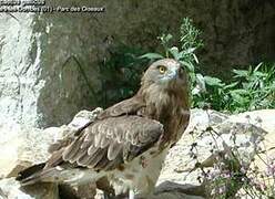 Short-toed Snake Eagle