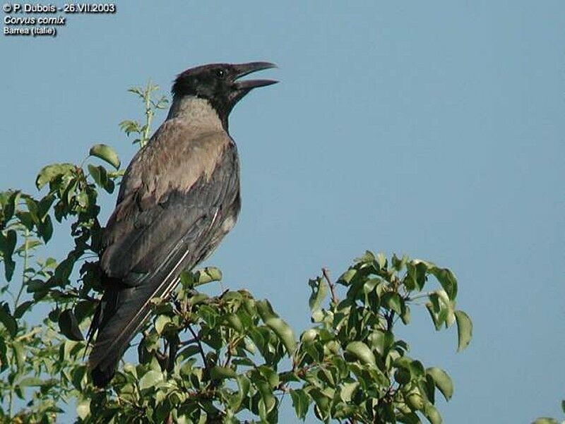 Hooded Crow