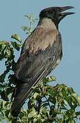 Hooded Crow