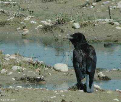 Carrion Crow