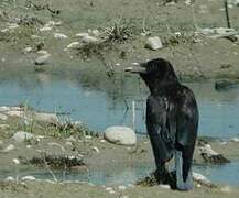 Carrion Crow