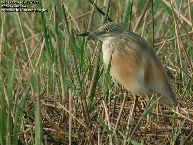 Squacco Heron