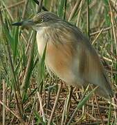 Squacco Heron