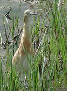 Squacco Heron