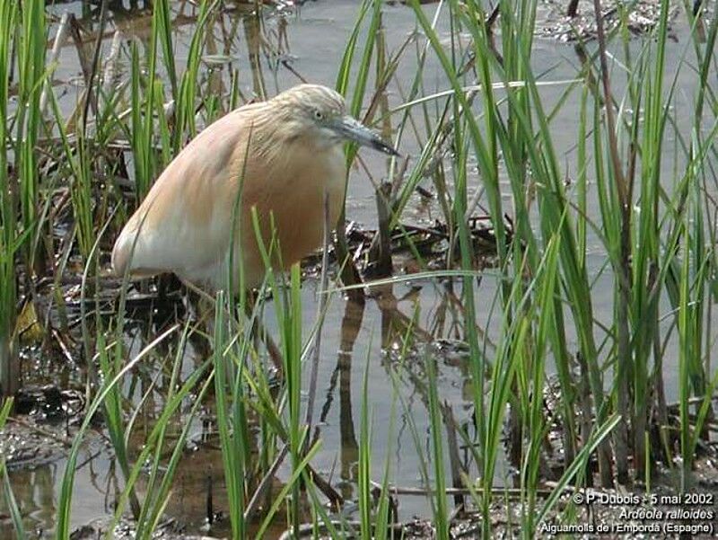 Squacco Heron