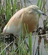 Squacco Heron