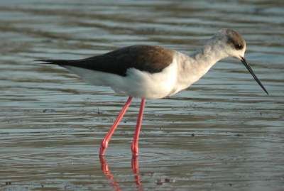 Black-winged Stilt