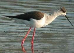 Black-winged Stilt